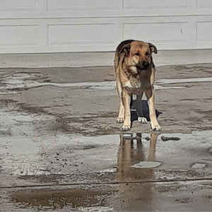 Meet your Posher, Melvin